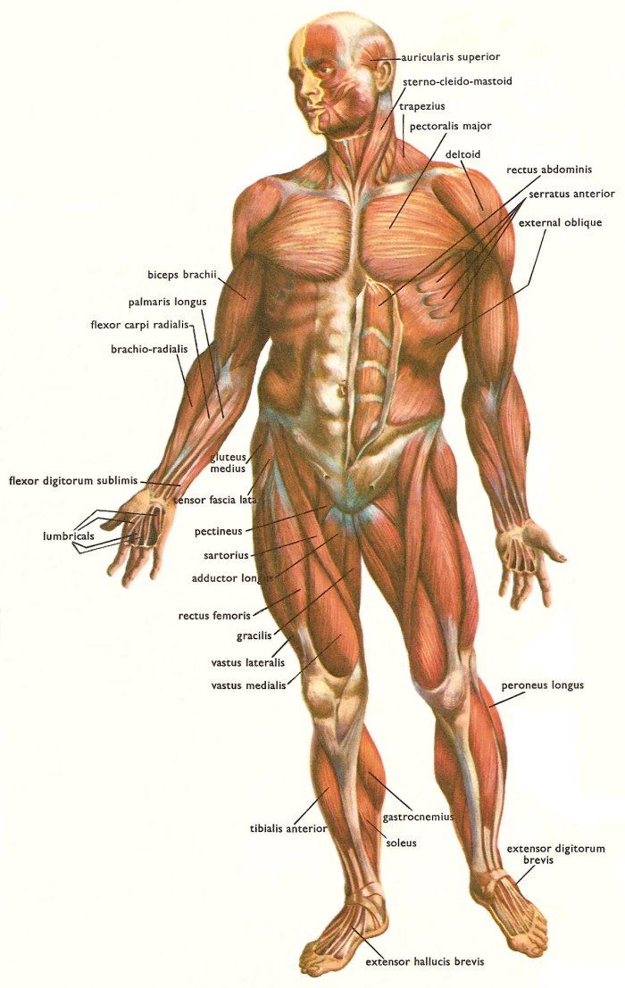 organs of human body. MAJOR ORGANS OF THE HUMAN BODY